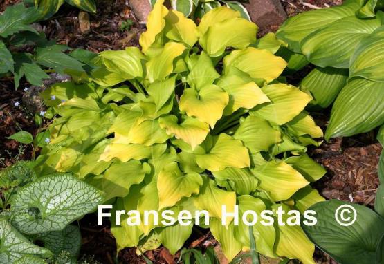 Hosta Nancy